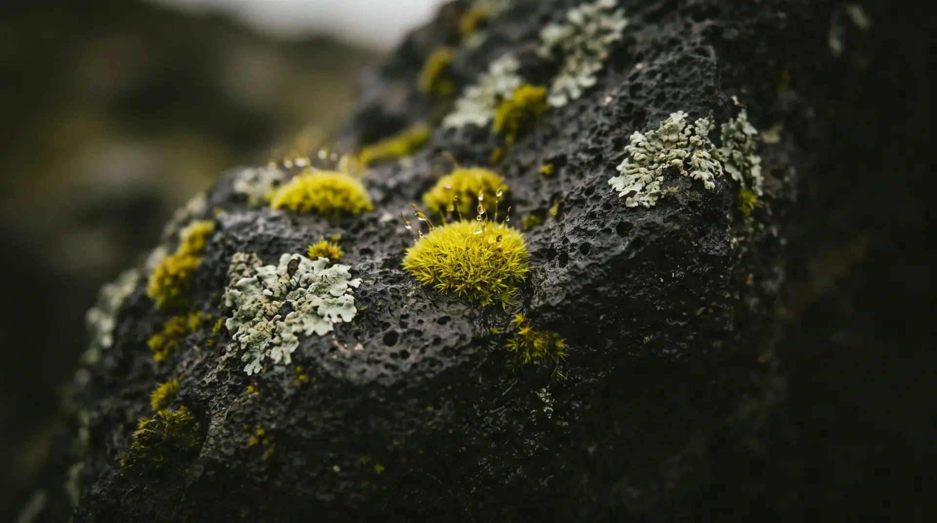Bright green moss growing on dark volcanic rock
