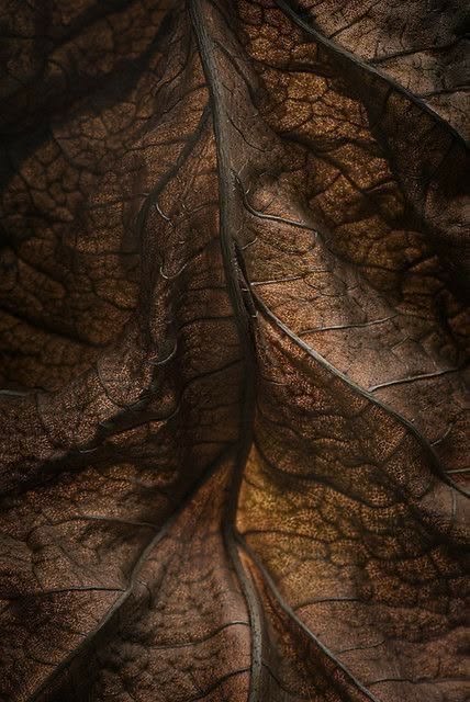 Close-up of the veins of a dry brown leaf