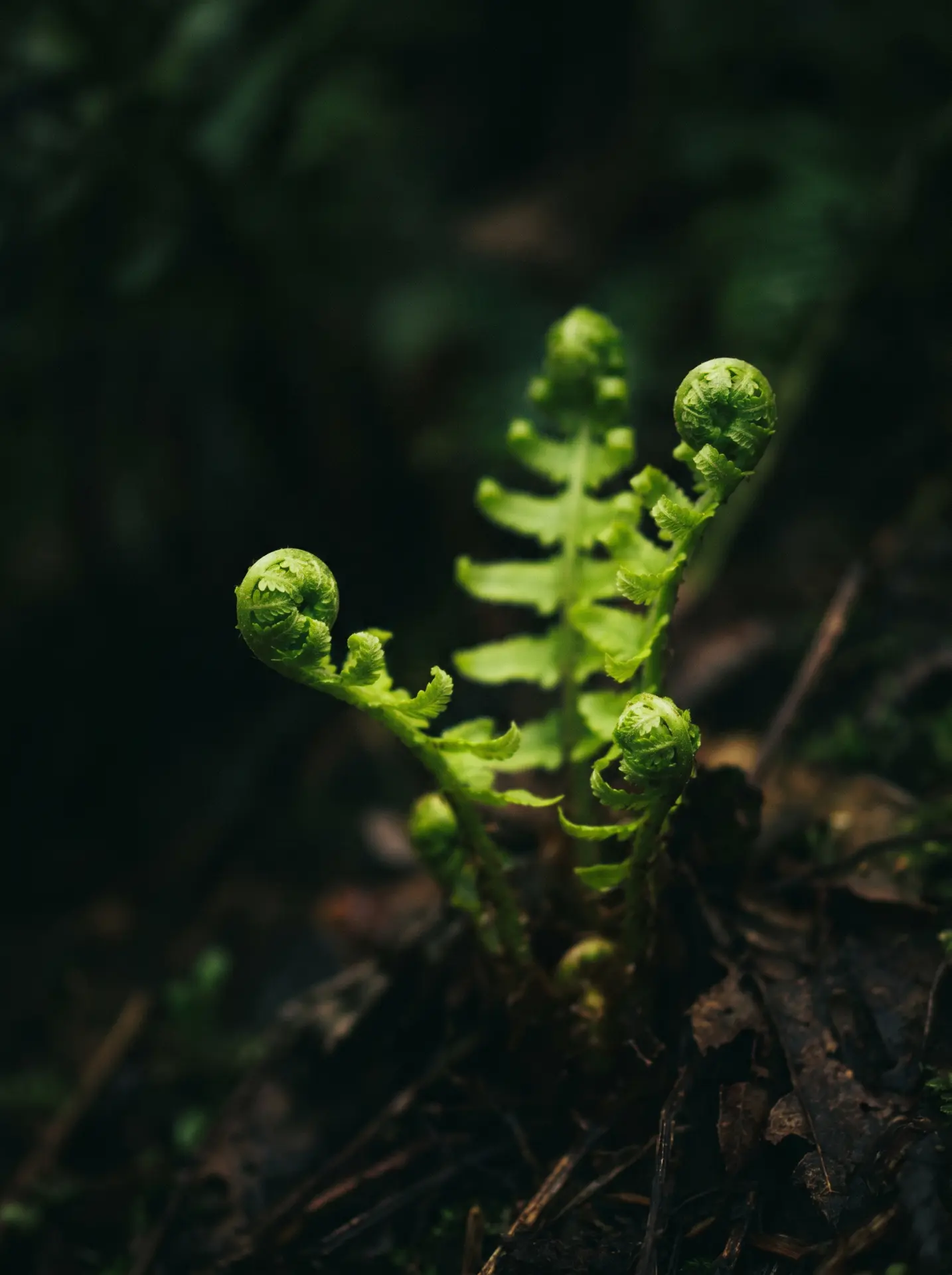 Young fern fronds slowly uncurling