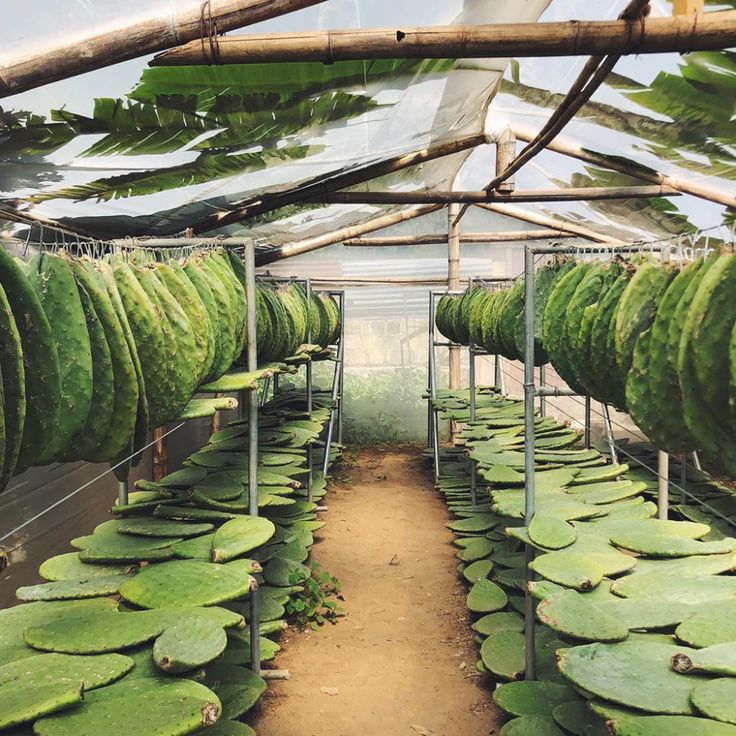 Rows of cactus paddles drying in a greenhouse